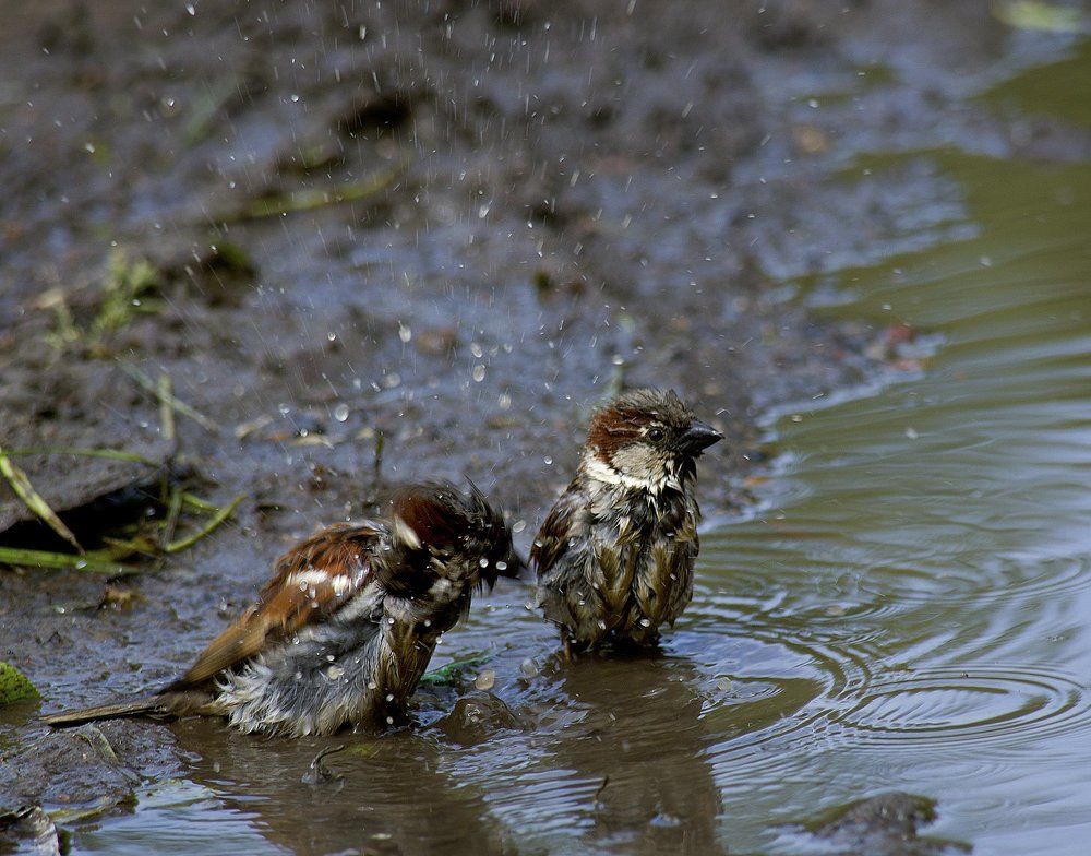 Водная процедура