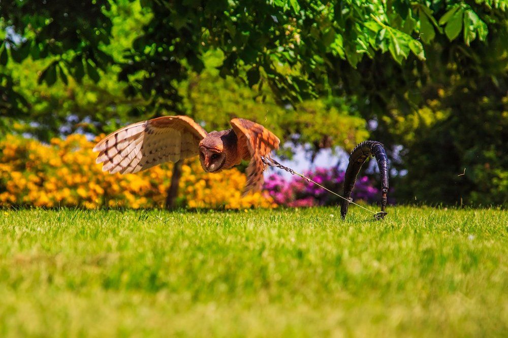 Вольная птица в неволе