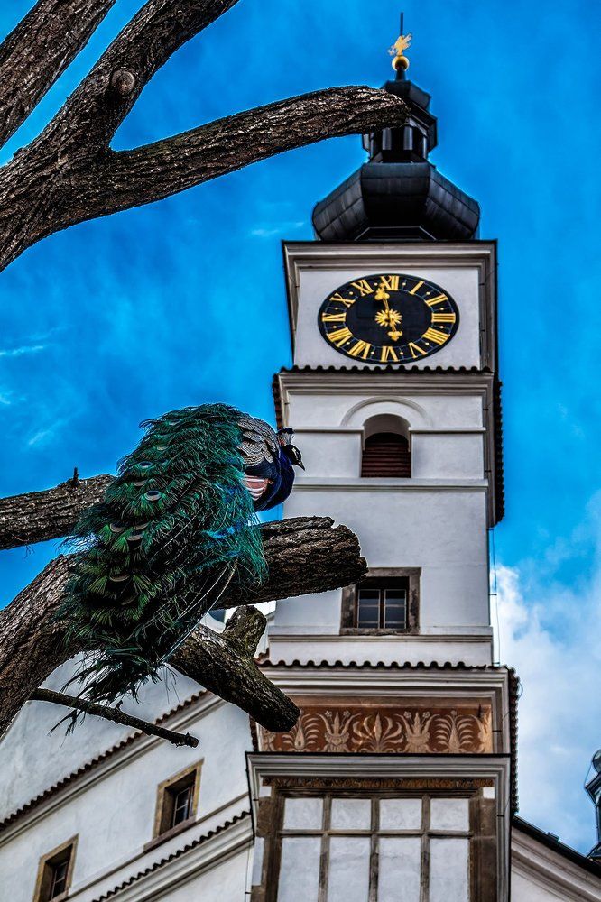 Павлин в Замке!