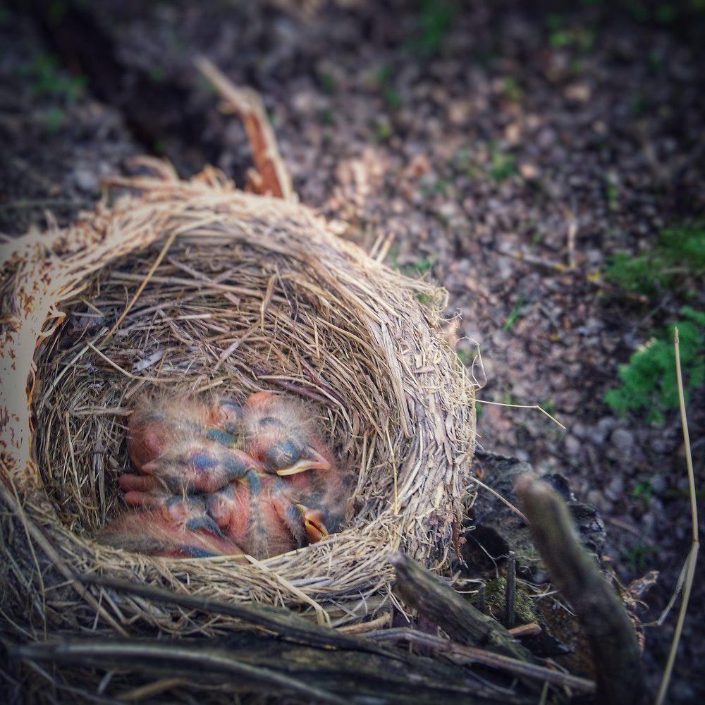 Сон в гнезде