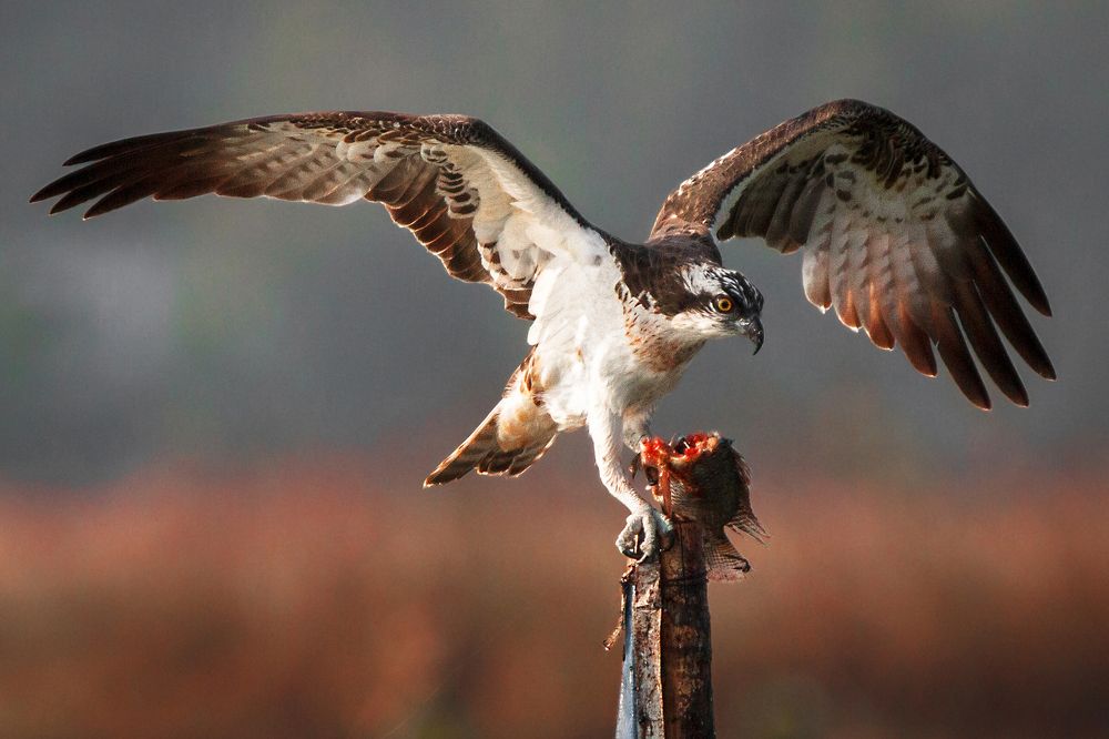 The Bird of prey with a Prey