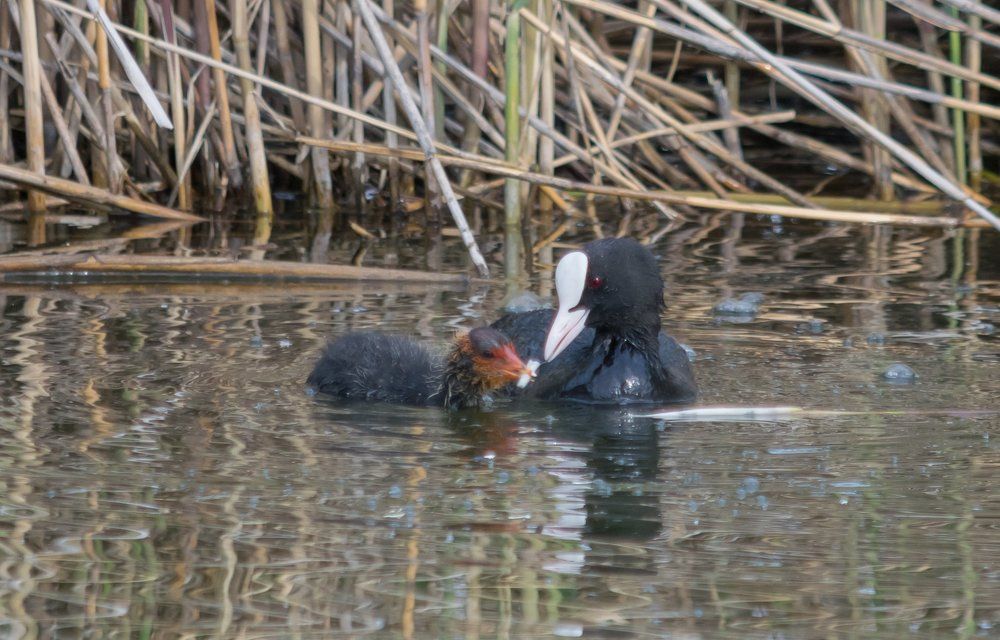 Кормление детеныша