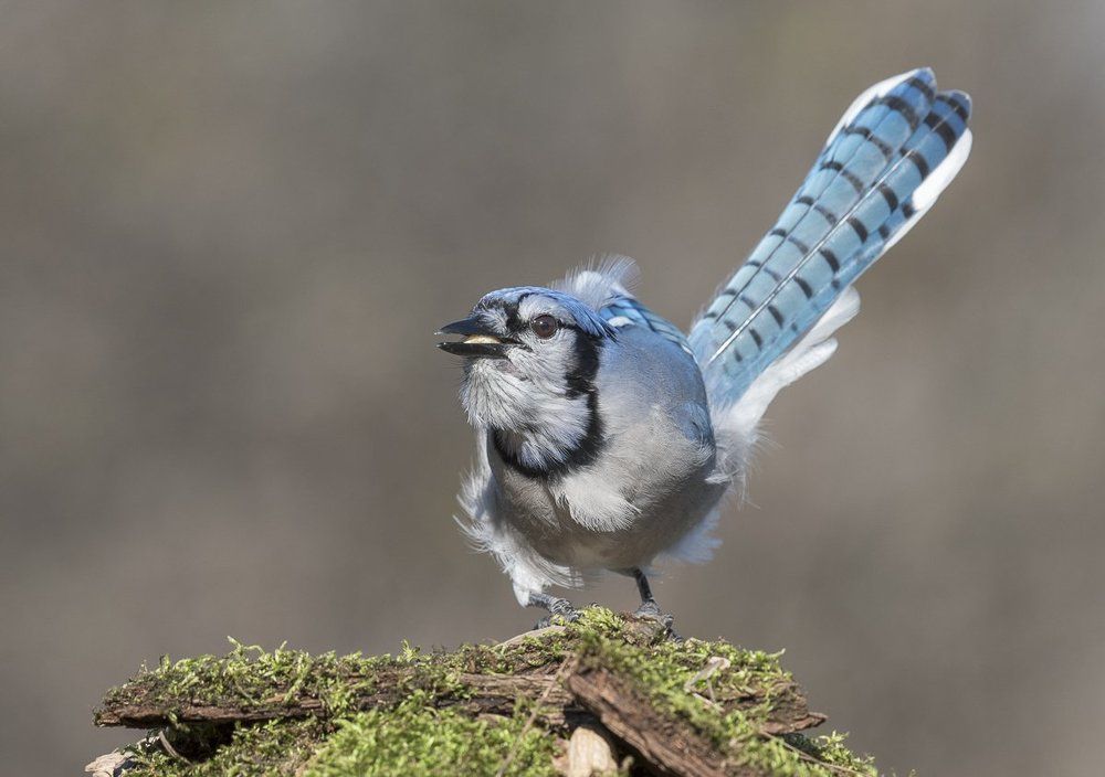 Blue Jay- Голубая Сойка