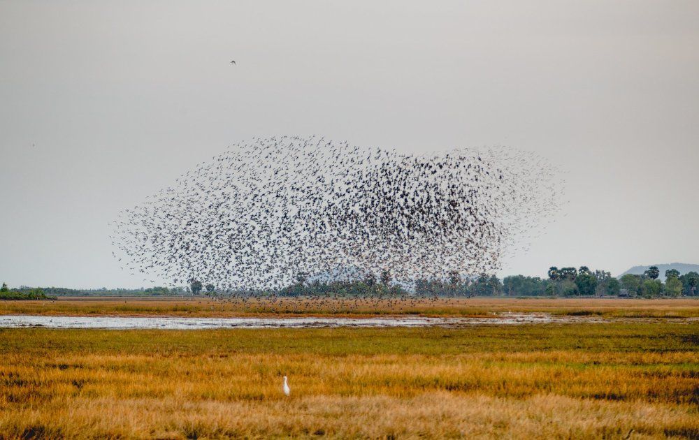 Flock of birds