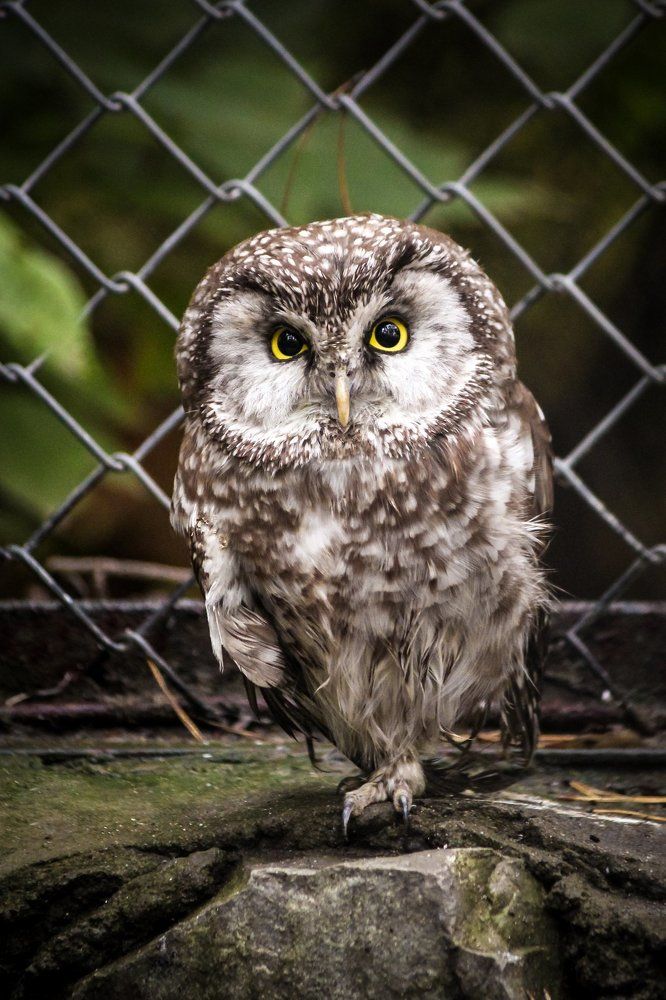 Маленький, но серьезный