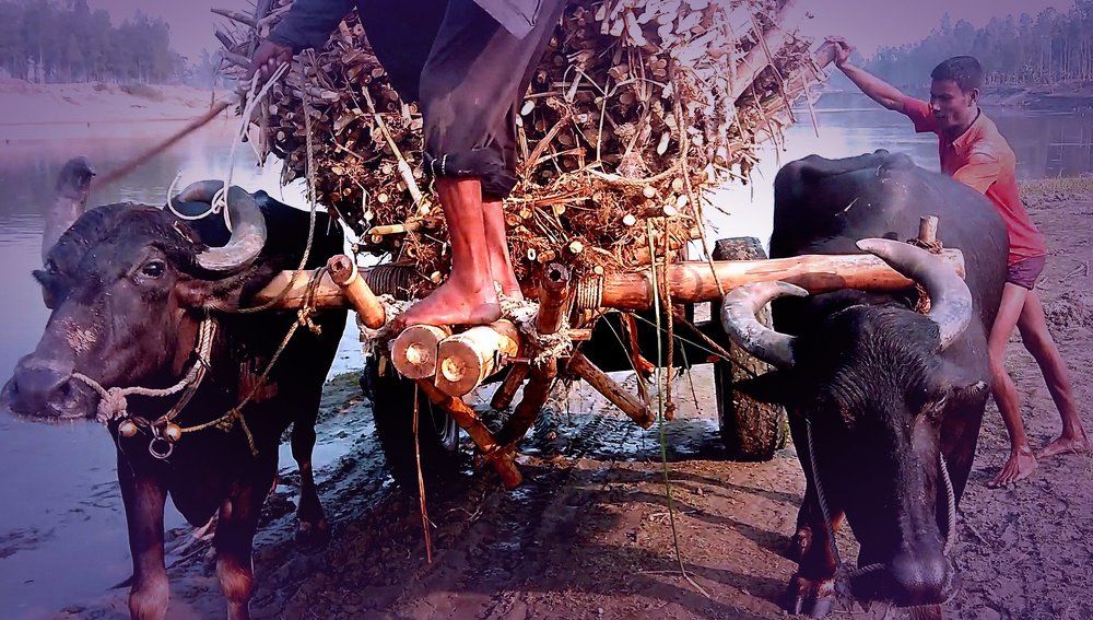 Picture Of A Few Lives