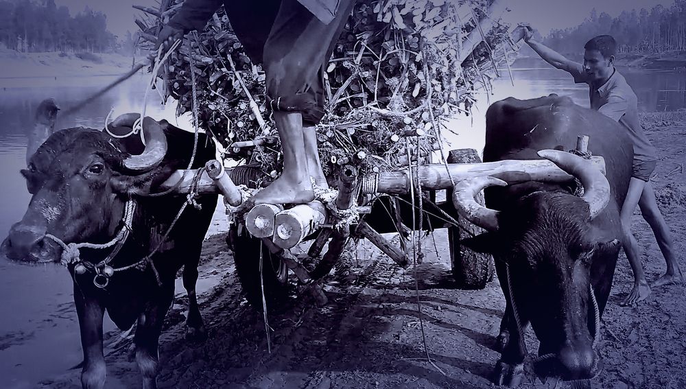 A Picture A Few Lives