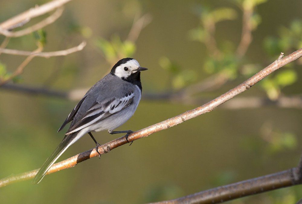 Белая трясогузка