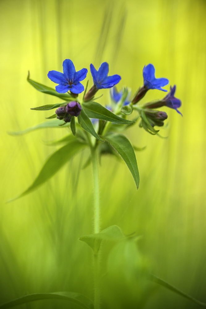 Голубой на жёлтом