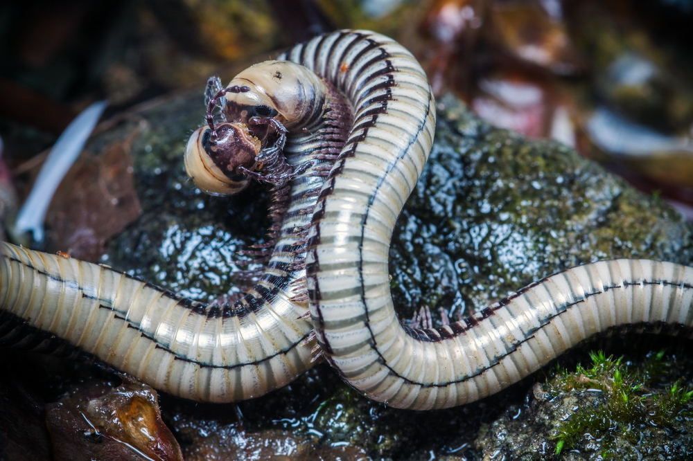 Нежный поцелуй