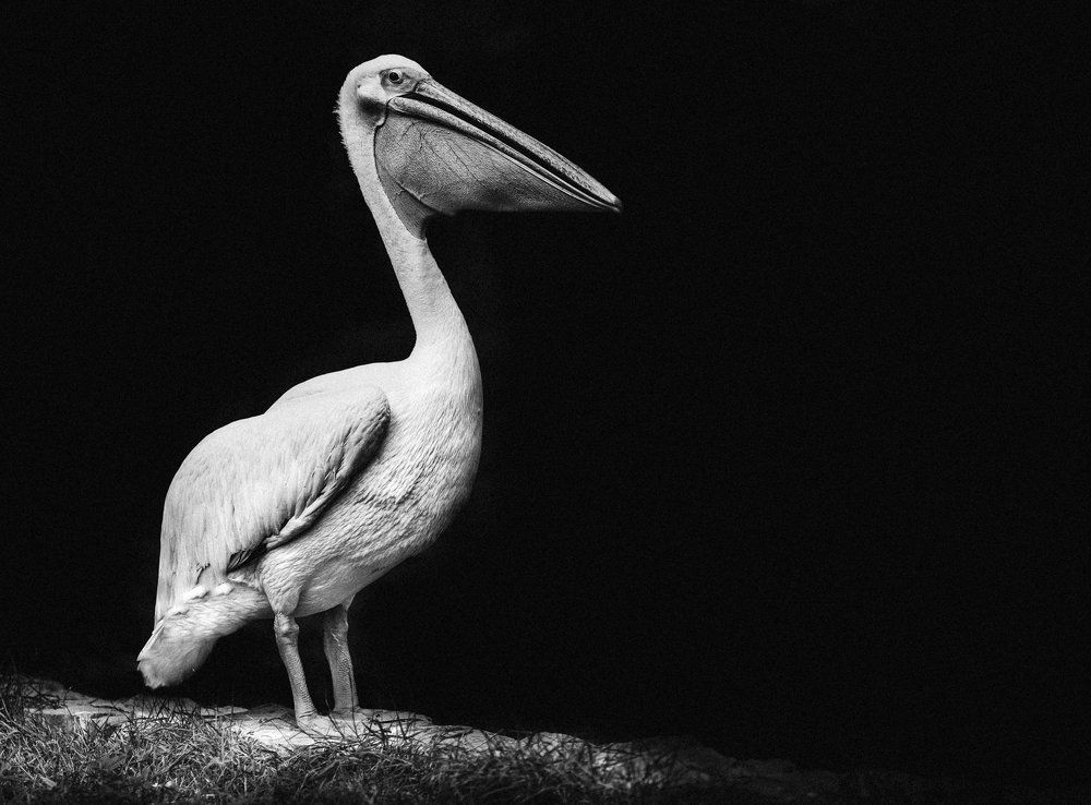 Пеликан на фотосессии