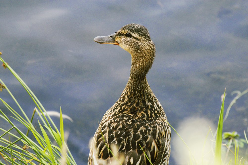 Photograph by Денис Игоревич Нестеров