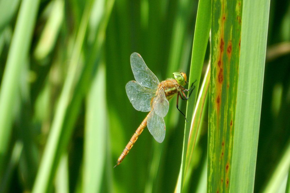 стрекоза!!!!