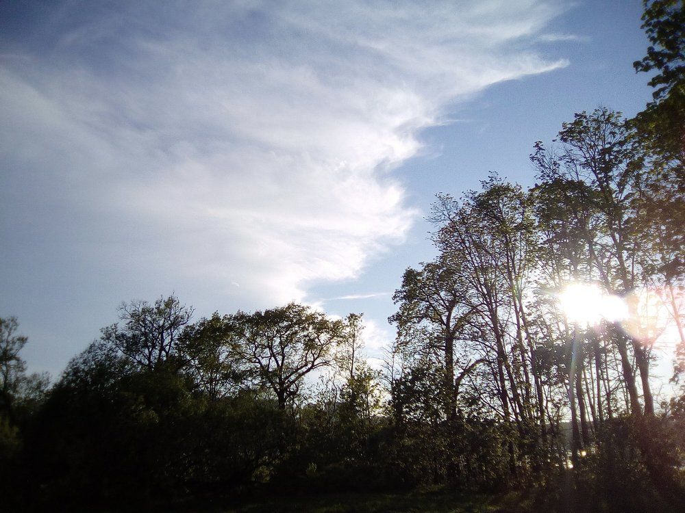 Деревья и солнце