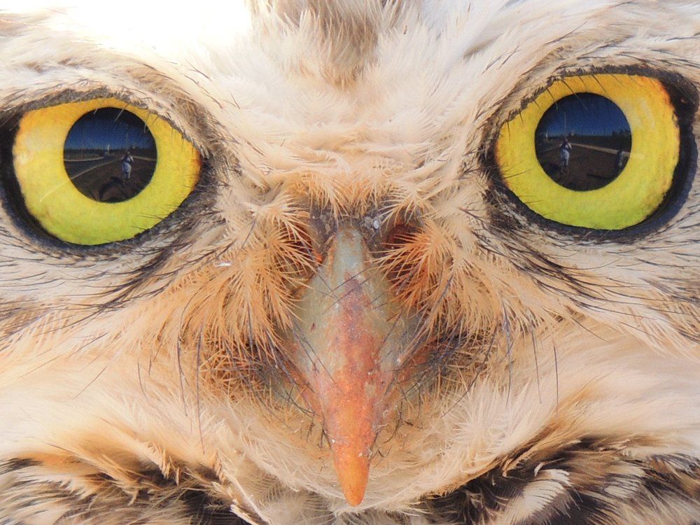Eye in the eye