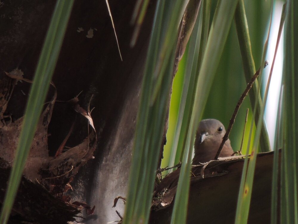 Nest