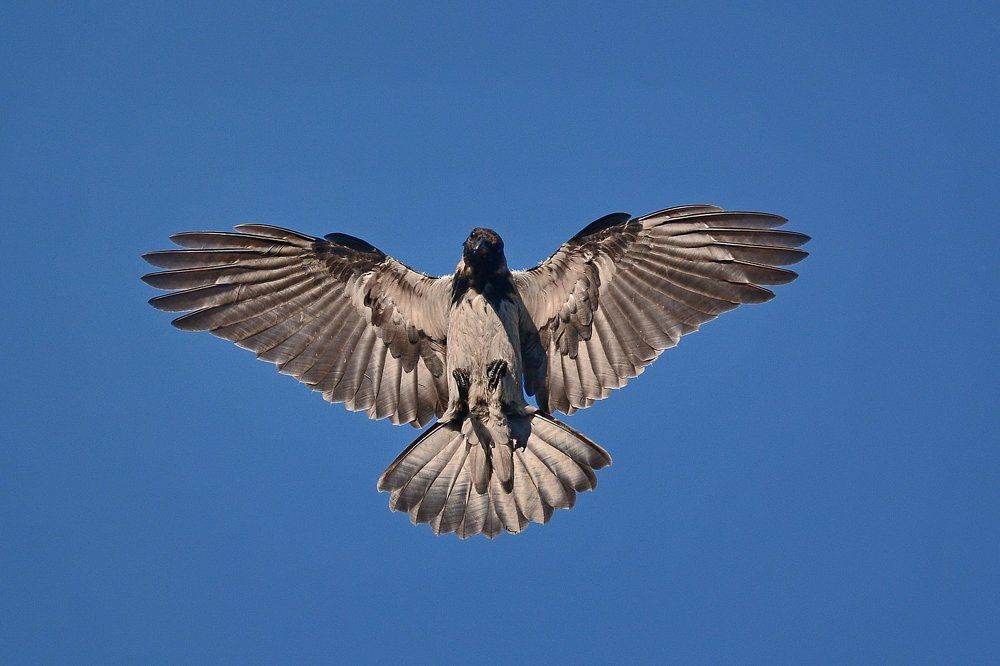 Гербовая птица