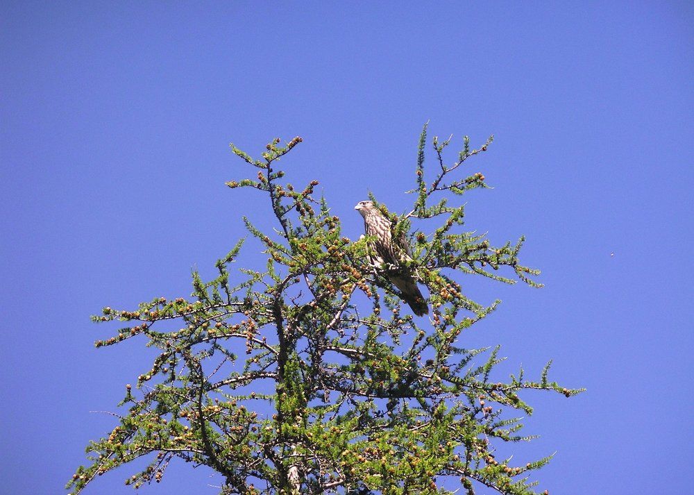 Грозный ястреб-титеревятник
