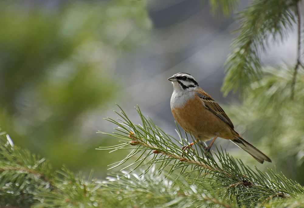rock bunting male
