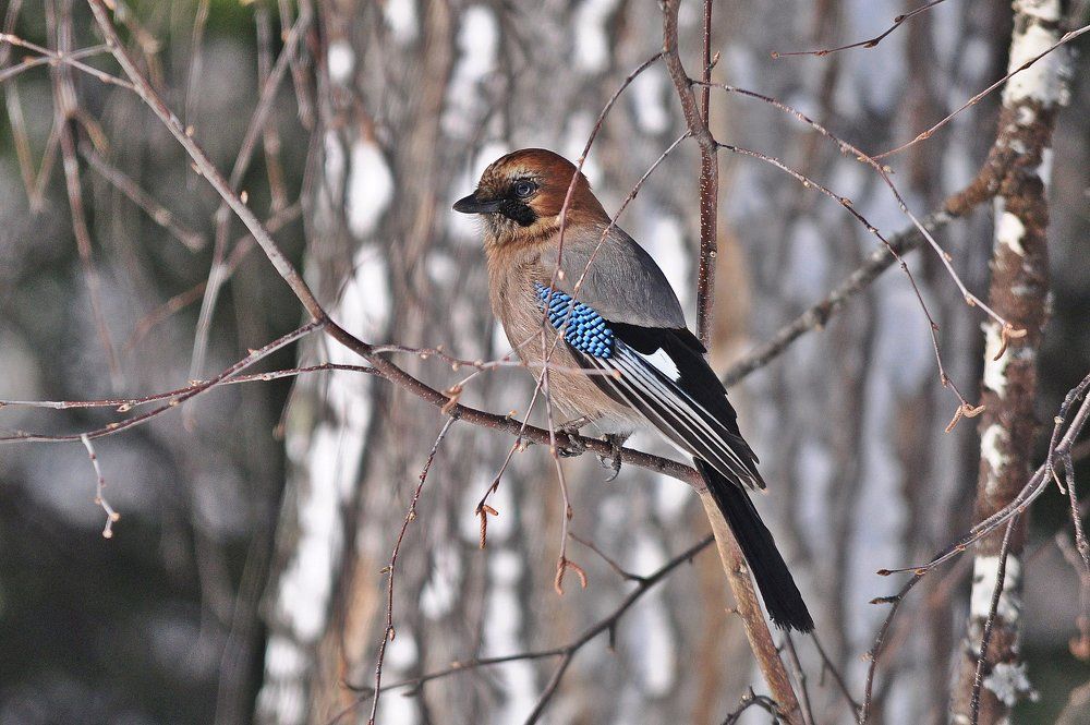 Сойка Весенняя
