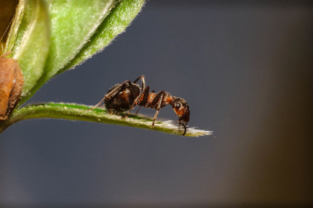 Малый лесной муравей