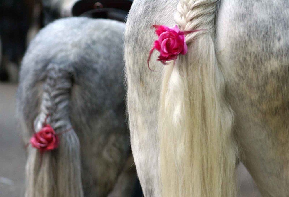 Главное - хвост