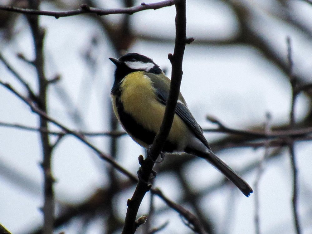 Птичка синичка