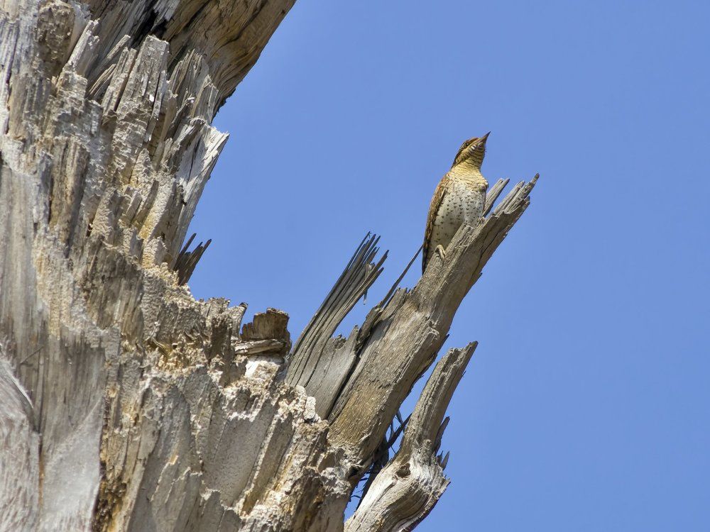 вертишейка-маскировщица
