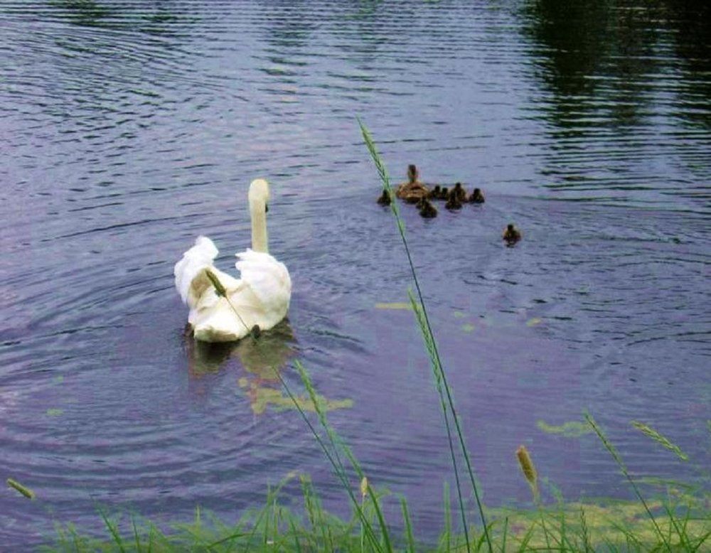 Это не наш папа