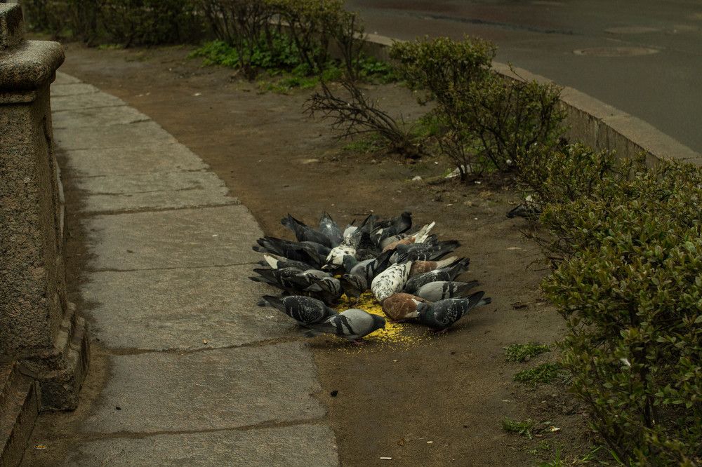 Кому на Руси жить хорошо?