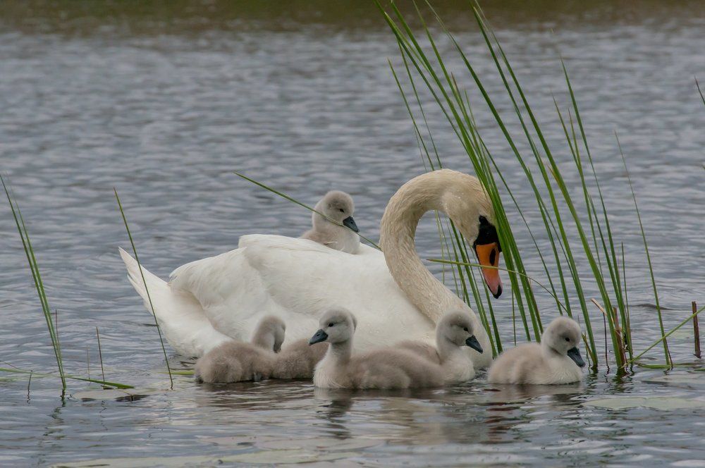 Лебединая семья
