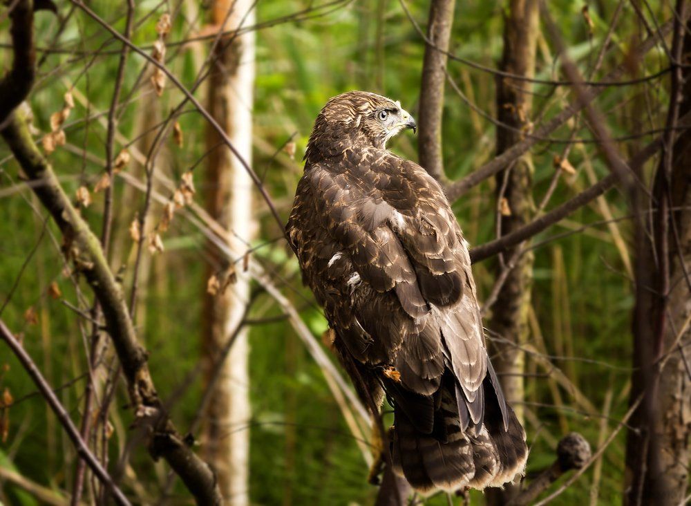 Photograph by Алексей Герасимов