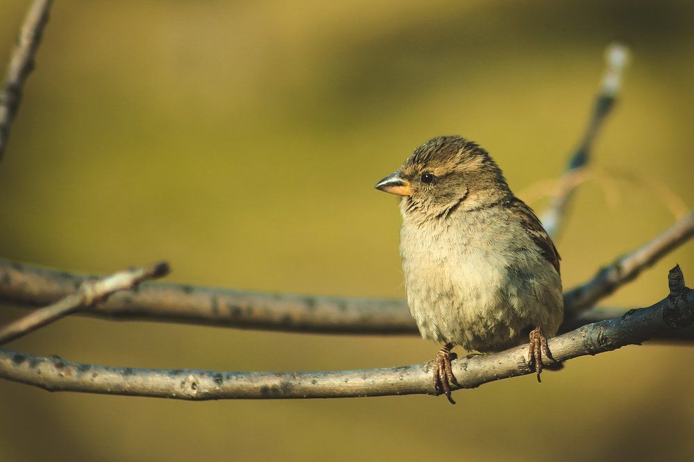 Майский воробей