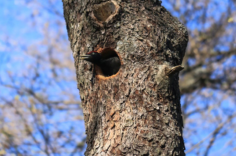 Желна в Ясашной Ташле