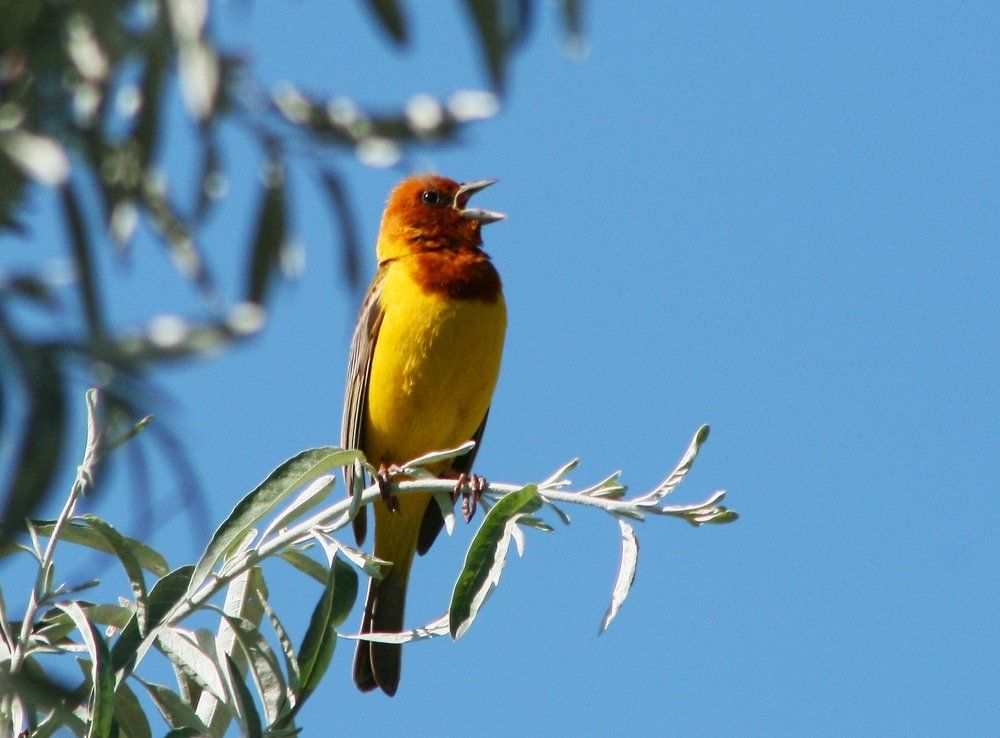 Весенний зов Иволги!!!