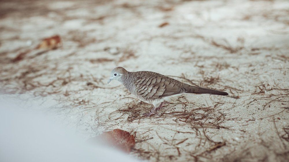 Полосатая горлица