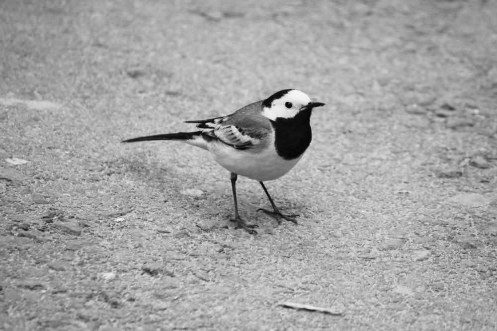 Трясогузка