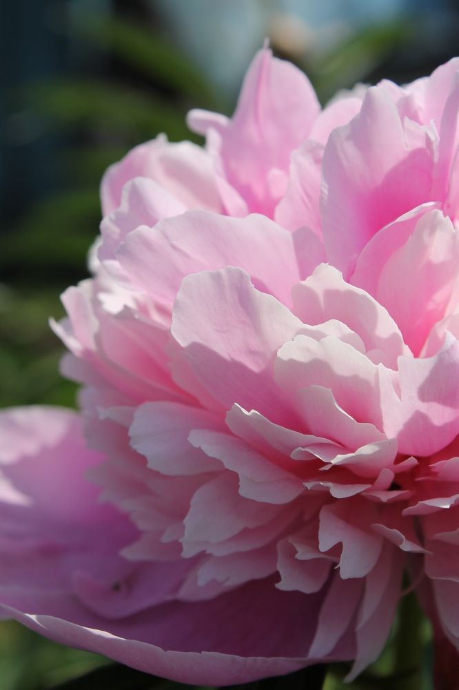 Прекрасный цветок