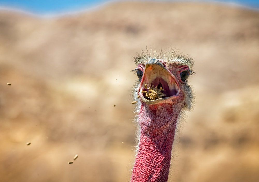 Африканский страус во время еды