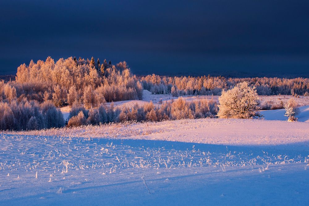 The Golden Winter Evening