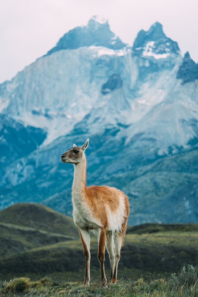 Животный мир Патагонии