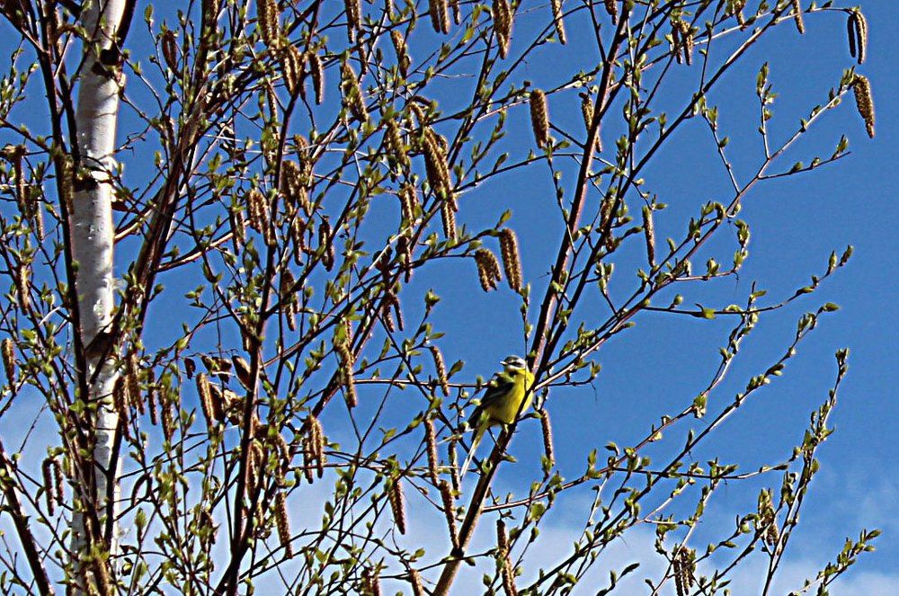 Жёлтая трясогузка