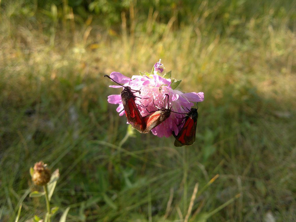 Photo #1776698