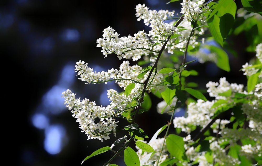 Черемуха в цвету