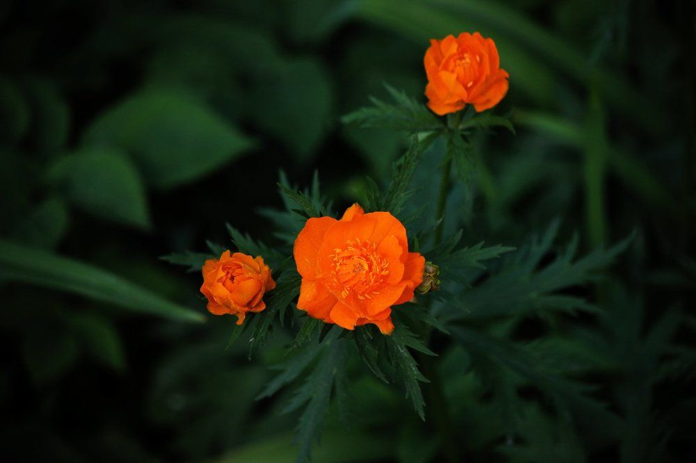 Купальница