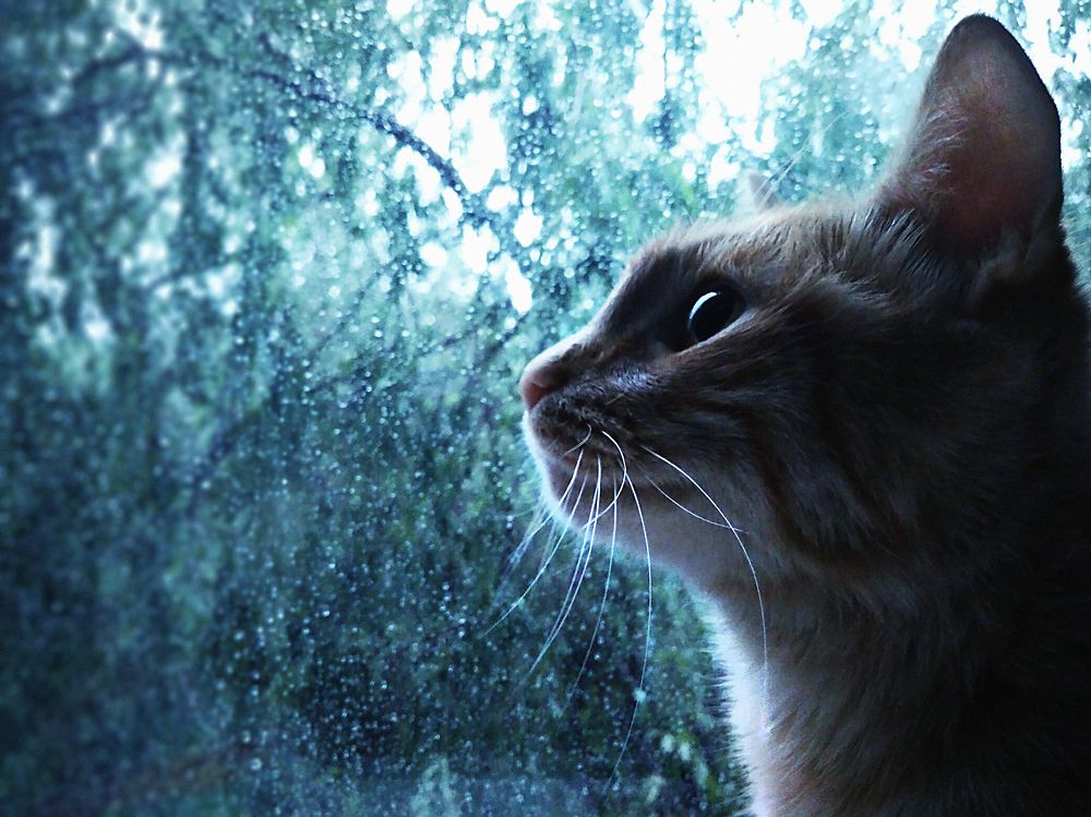 The rain watcher.
