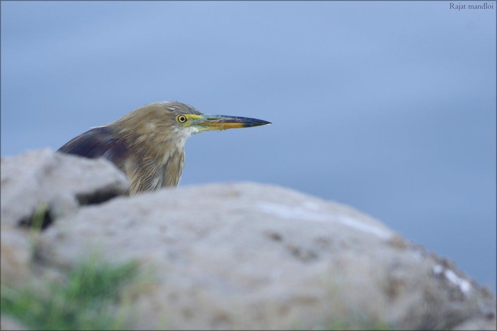 Pond heron