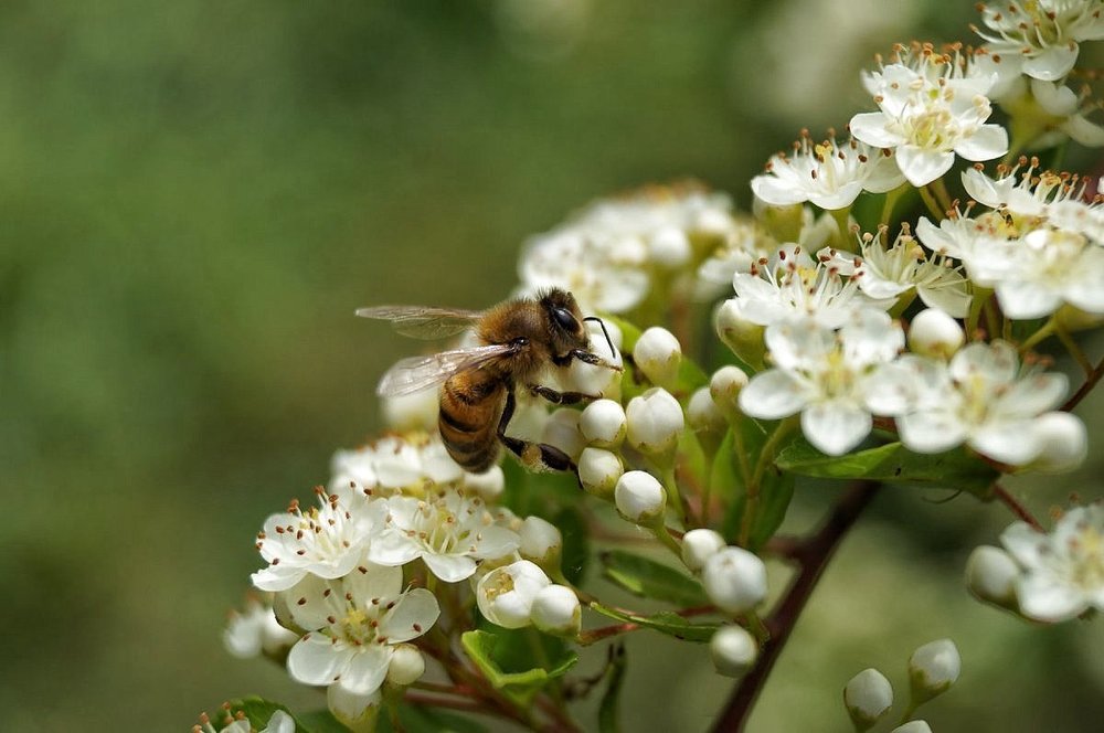 Олицетворение трудолюбия в природе