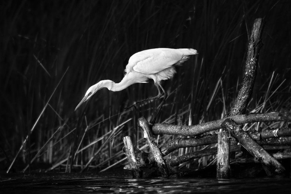 Прицельная охота