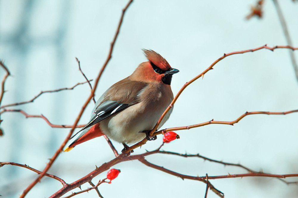 Свиристель.